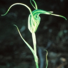 Diplodium laxum (Antelope greenhood) at Bungonia National Park - 1 May 1999 by BettyDonWood