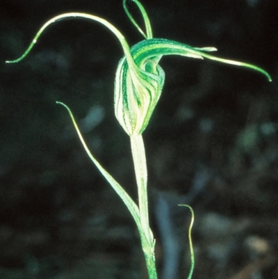 Diplodium laxum (Antelope greenhood) at Bungonia National Park - 1 May 1999 by BettyDonWood