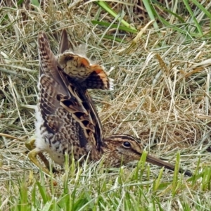 Gallinago hardwickii at Fyshwick, ACT - 21 Dec 2018