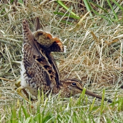 Gallinago hardwickii (Latham's Snipe) at Fyshwick, ACT - 21 Dec 2018 by RodDeb