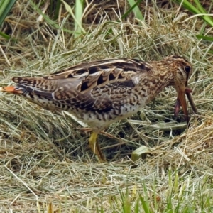 Gallinago hardwickii at Fyshwick, ACT - 21 Dec 2018