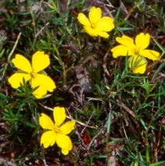 Hibbertia rufa (Brown Guinea Flower) at Bungonia National Park - 10 Nov 1997 by BettyDonWood