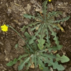 Hypochaeris glabra (Smooth Catsear) at Bungonia National Park - 10 Nov 1997 by BettyDonWood