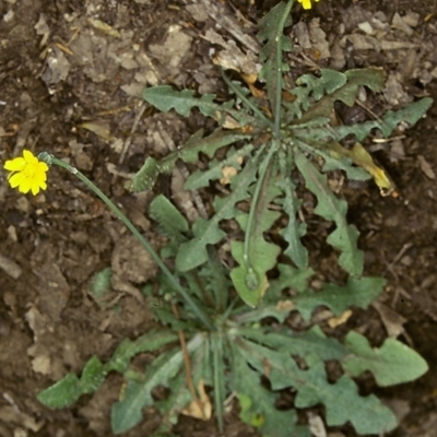 Hypochaeris glabra (Smooth Catsear) at Bungonia National Park - 10 Nov 1997 by BettyDonWood