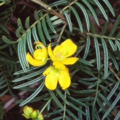 Senna aciphylla (Sprawling Cassia) at Bungonia National Park - 5 Nov 1997 by BettyDonWood