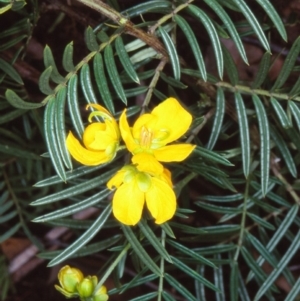 Senna aciphylla at Bungonia National Park - 5 Nov 1997 12:00 AM