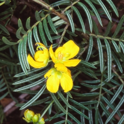 Senna aciphylla (Sprawling Cassia) at Bungonia National Park - 4 Nov 1997 by BettyDonWood