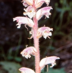 Orobanche minor (Broomrape) at Bungonia National Park - 19 Nov 1998 by BettyDonWood