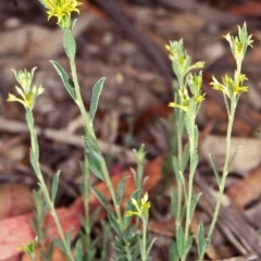 Pimelea curviflora var. sericea (Curved Riceflower) at Bungonia National Park - 4 Nov 1997 by BettyDonWood