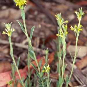 Pimelea curviflora var. sericea at Bungonia National Park - 5 Nov 1997 12:00 AM