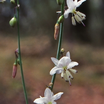 Arthropodium milleflorum (Vanilla Lily) at Bungonia National Park - 1 Jan 1999 by BettyDonWood