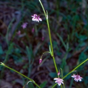 Arthropodium minus at Bungonia National Park - 20 Oct 1998 12:00 AM