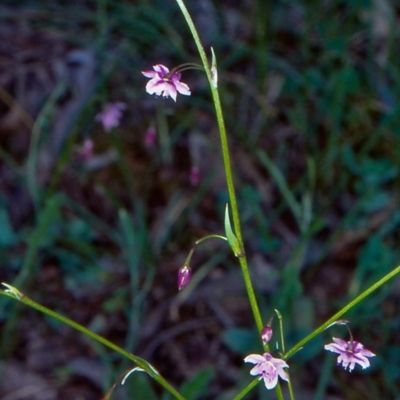 Arthropodium minus (Small Vanilla Lily) at Bungonia National Park - 19 Oct 1998 by BettyDonWood