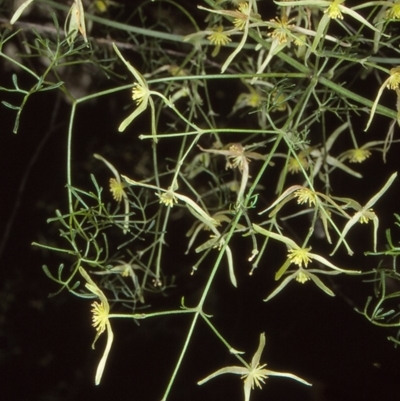 Clematis leptophylla (Small-leaf Clematis, Old Man's Beard) at Goulburn Mulwaree Council - 1 Sep 1998 by BettyDonWood