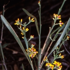 Daviesia leptophylla (Slender Bitter Pea) at Bungonia National Park - 4 Nov 1997 by BettyDonWood