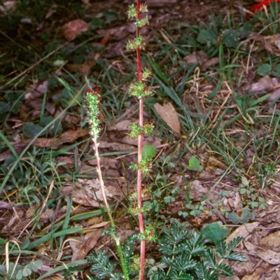 Acaena x ovina (Sheep's Burr) at Bungonia National Park - 4 Nov 1997 by BettyDonWood