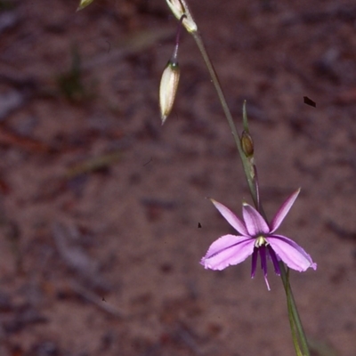 Arthropodium fimbriatum (Nodding Chocolate Lily) at Bungonia National Park - 5 Nov 1997 by BettyDonWood