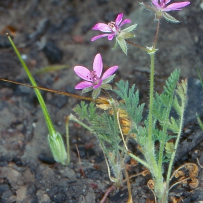 Erodium cicutarium (Common Storksbill, Common Crowfoot) at Bungonia National Park - 4 Nov 1997 by BettyDonWood