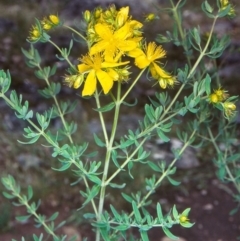 Hypericum perforatum (St John's Wort) at Bungonia National Park - 19 Nov 1998 by BettyDonWood