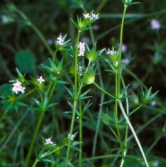 Sherardia arvensis (Field Madder) at Bungonia National Park - 19 Nov 1998 by BettyDonWood