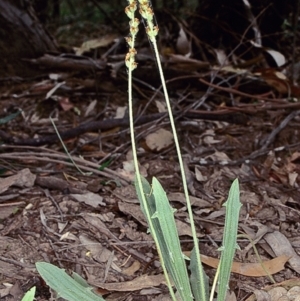 Plantago debilis at Bungonia National Park - 5 Nov 1997