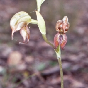 Oligochaetochilus calceolus at Bungonia National Park - 5 Nov 1997