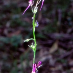 Linaria pelisseriana (Pelisser's Toadflax) at Bungonia National Park - 19 Nov 1998 by BettyDonWood