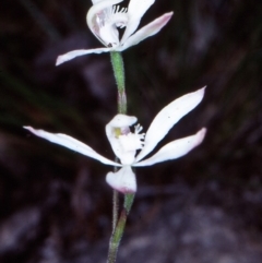 Caladenia dimorpha at Bungonia National Park - 19 Oct 1998 by BettyDonWood