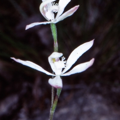 Caladenia dimorpha (Spicy Caps) at Bungonia National Park - 20 Oct 1998 by BettyDonWood