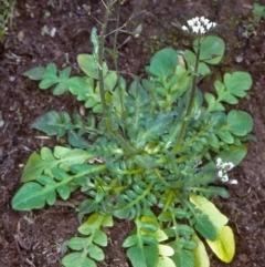 Capsella bursa-pastoris (Shepherd's Purse) at Bungonia National Park - 1 Sep 1998 by BettyDonWood