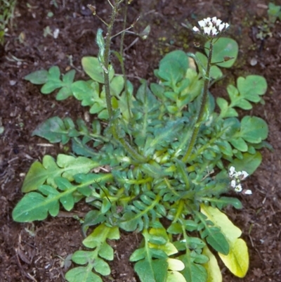 Capsella bursa-pastoris (Shepherd's Purse) at Bungonia National Park - 31 Aug 1998 by BettyDonWood