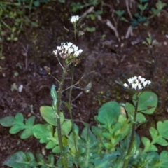 Capsella bursa-pastoris at Bungonia National Park - 1 Sep 1998 12:00 AM