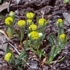 Triptilodiscus pygmaeus (Annual Daisy) at Bungonia National Park - 19 Oct 1998 by BettyDonWood