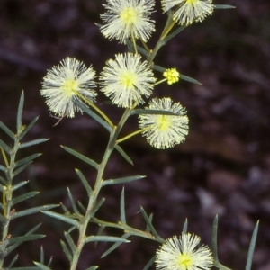 Acacia genistifolia at Bungonia State Conservation Area - 1 Jul 1998