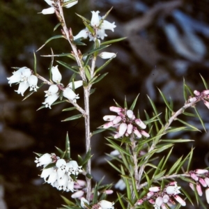 Lissanthe strigosa subsp. subulata at Bungonia State Conservation Area - 1 Sep 1998 12:00 AM