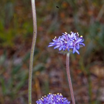 Brunonia australis (Blue Pincushion) at Bookham, NSW - 16 Nov 2001 by BettyDonWood