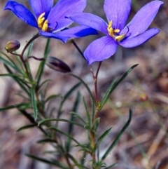 Cheiranthera linearis (Finger Flower) at Bookham, NSW - 15 Nov 2001 by BettyDonWood