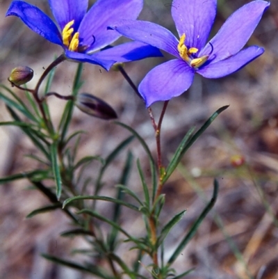 Cheiranthera linearis (Finger Flower) at Bookham, NSW - 16 Nov 2001 by BettyDonWood