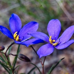 Cheiranthera linearis at Bookham, NSW - 16 Nov 2001