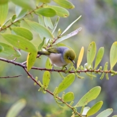 Zosterops lateralis at Cuttagee, NSW - 16 Jul 2018 01:46 PM