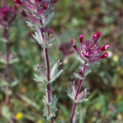 Lamium amplexicaule (Henbit, Dead Nettle) at Bungonia State Conservation Area - 20 Oct 1998 by BettyDonWood