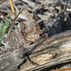 Ogyris olane (Broad-margined Azure) at Isaacs Ridge Offset Area - 8 Dec 2018 by SandraH