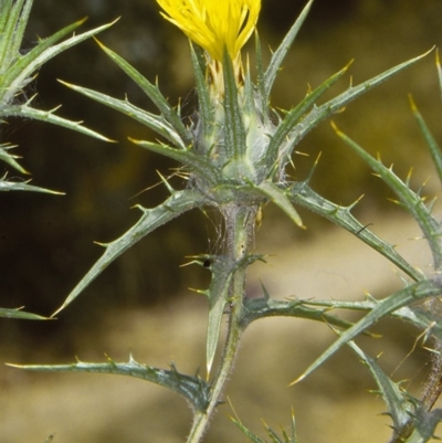 Carthamus lanatus (Saffron Thistle) at Bungonia, NSW - 1 Jan 1997 by BettyDonWood