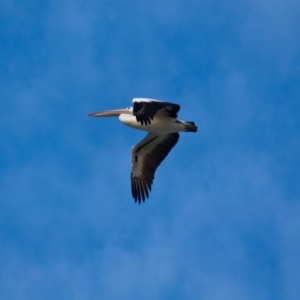 Pelecanus conspicillatus at Cuttagee, NSW - 16 Jul 2018 03:50 PM