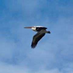 Pelecanus conspicillatus at Cuttagee, NSW - 16 Jul 2018 03:50 PM