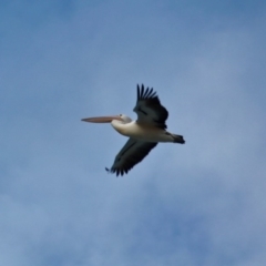 Pelecanus conspicillatus at Cuttagee, NSW - 16 Jul 2018 03:50 PM