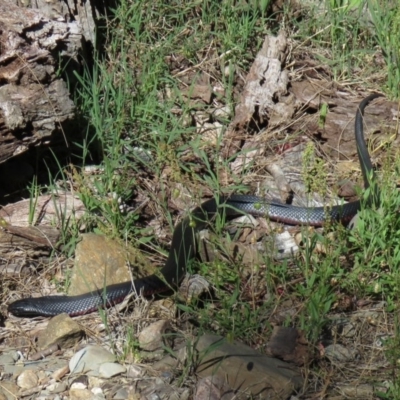 Pseudechis porphyriacus (Red-bellied Black Snake) at Paddys River, ACT - 2 Dec 2018 by SandraH