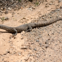 Varanus rosenbergi (Heath or Rosenberg's Monitor) at Cotter River, ACT - 17 Dec 2018 by Jek