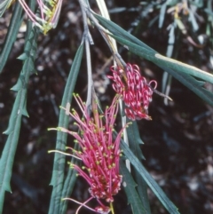 Grevillea aspleniifolia at Bungonia State Conservation Area - 20 Oct 1998 by BettyDonWood