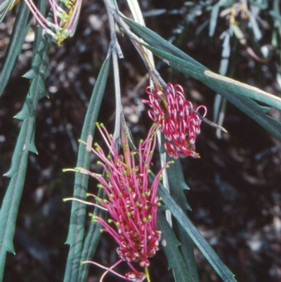 Grevillea aspleniifolia at Bungonia State Conservation Area - 20 Oct 1998 by BettyDonWood